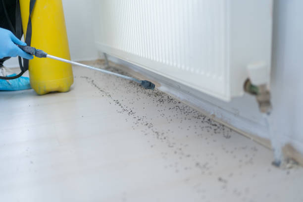 Best Bed Bug Extermination  in Coarsegold, CA